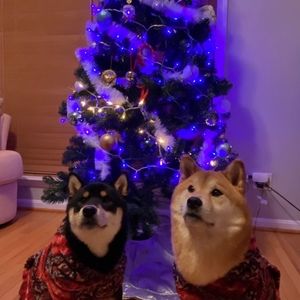 Meet your Posher, Caiyong